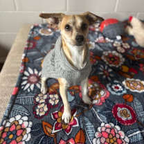 Thumbnail photo of Chanel #2