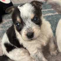 Thumbnail photo of Luke #2