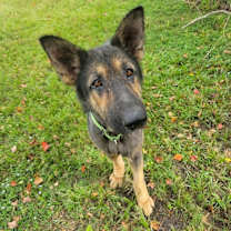 Thumbnail photo of Paul Mccartney #4