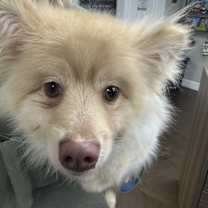 Thumbnail photo of Presley #3