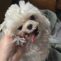 Thumbnail photo of Bumble aka Bum bum #1