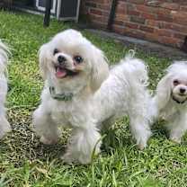 Thumbnail photo of Bumble aka Bum bum #2