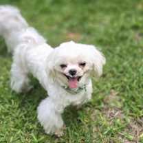 Thumbnail photo of Bumble aka Bum bum #3