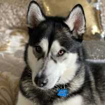 Thumbnail photo of Lou #1