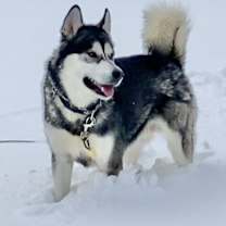 Thumbnail photo of Lou #2