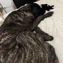 Thumbnail photo of Tre #1