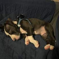 Thumbnail photo of Banana #4