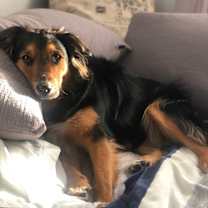 Thumbnail photo of Stevie #1