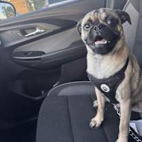 Thumbnail photo of Shadow #1