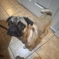 Thumbnail photo of Shadow #2