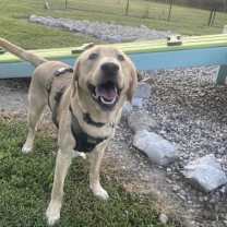 Thumbnail photo of Caspian #1