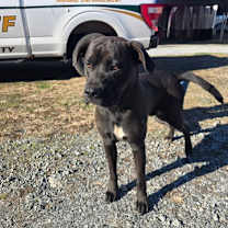 Thumbnail photo of Hemi #2