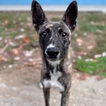 Thumbnail photo of Kahlo #1