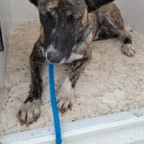 Thumbnail photo of Kahlo #3