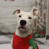 Thumbnail photo of Adoptable Krypto #1