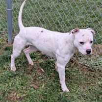 Thumbnail photo of Cranberry #2