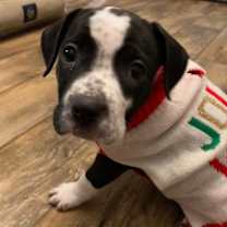 Thumbnail photo of Pear #2