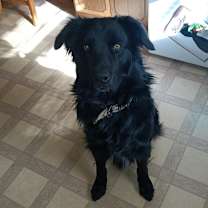 Thumbnail photo of Scooter #1