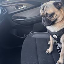 Thumbnail photo of Shadow #3