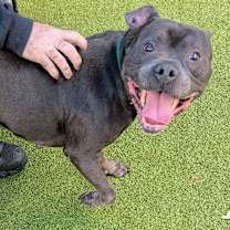 Thumbnail photo of Dusty #1