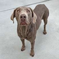 Thumbnail photo of Murdock #4