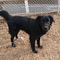 Thumbnail photo of Scooter #4