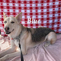 Thumbnail photo of Blue #1