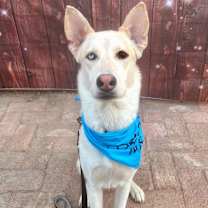 Thumbnail photo of Blue #3