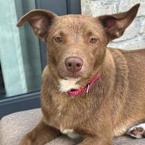 Thumbnail photo of Amber FS #1