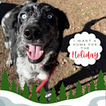 Thumbnail photo of Scarlet - Prettiest Sky Blue Eyes!  #1