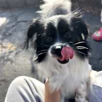 Thumbnail photo of Meeko #4