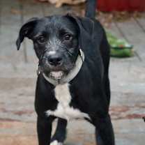 Thumbnail photo of Spaghetti #1