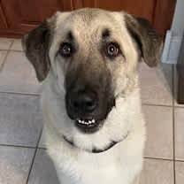 Thumbnail photo of Charlie looking for my family! #4