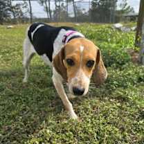 Thumbnail photo of Bitsy #1