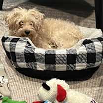 Thumbnail photo of Ozzy #2