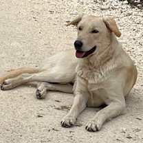 Thumbnail photo of Cody #1