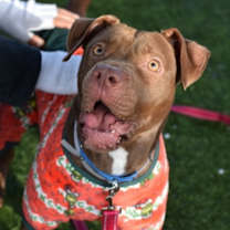 Thumbnail photo of Ginnie #2