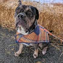 Thumbnail photo of Rosie #1