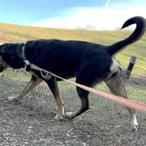 Thumbnail photo of DOBIE #2