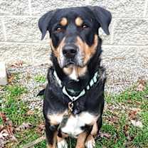 Thumbnail photo of DOBIE #3