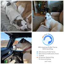 Thumbnail photo of Boomer #1