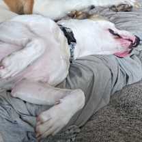 Thumbnail photo of Boomer #2