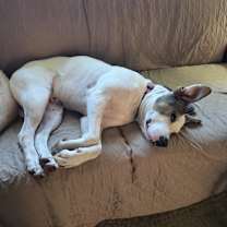 Thumbnail photo of Boomer #3