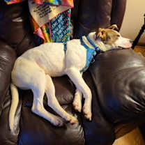 Thumbnail photo of Boomer #4