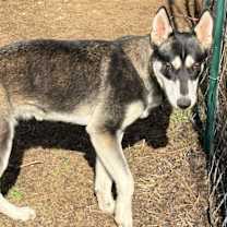 Thumbnail photo of Hazel #2