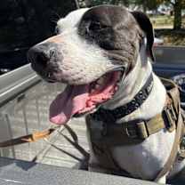 Thumbnail photo of Bane #1