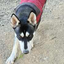 Thumbnail photo of Hazel #3