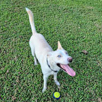 Thumbnail photo of Maverick #1