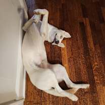 Thumbnail photo of Maverick #2