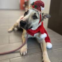 Thumbnail photo of Maya #1